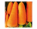 Сорт моркови СВ 7381 ДЧ